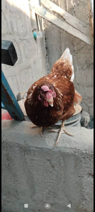 It's a female lohmann brown in beautifull colour