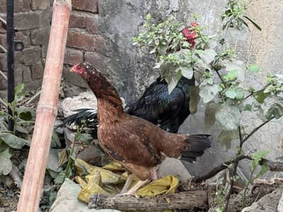 Aseel murgi and murga for sale