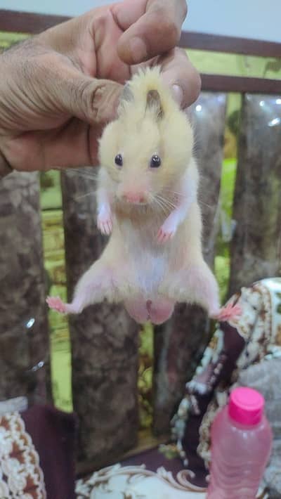 Hamste Male Golden for urgent sale