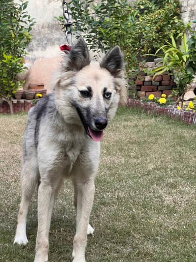 Husky+German Shepherd Odd eyes