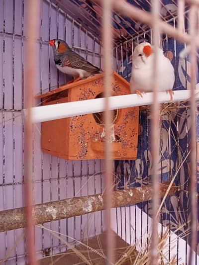zebra mutation undersize finch