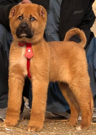 King kurdish kangaal male pure breed security dog 2months for sale