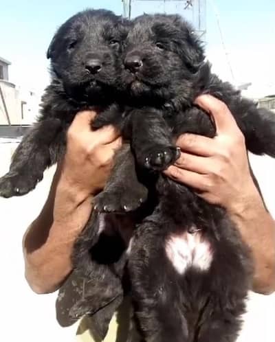 Black German shepherd pups