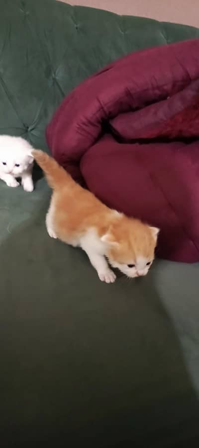 Healthy Kittens for Sale – On Mother Feed