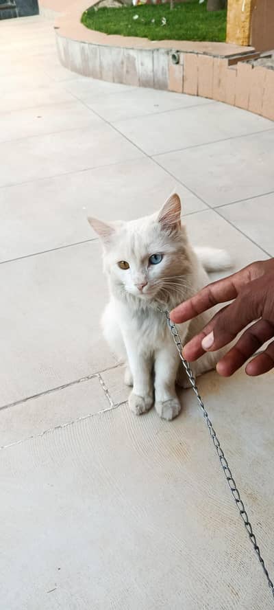 turkish angora
