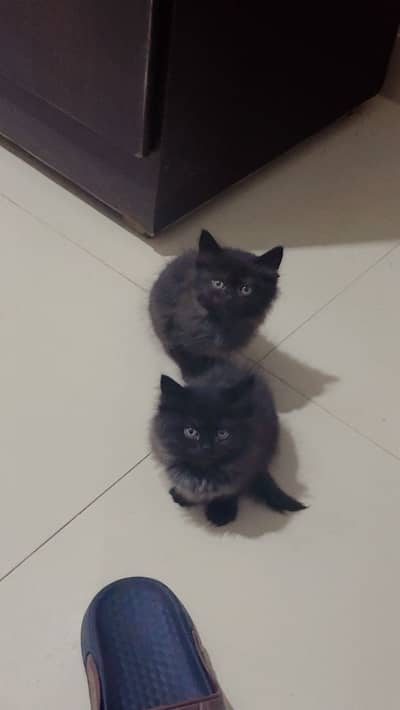 Persian cats