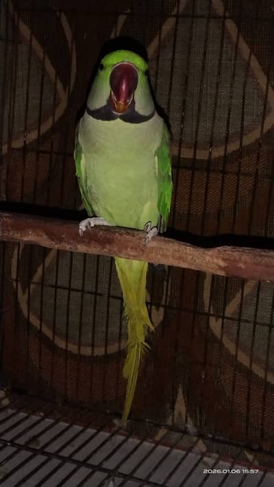 Raw parrot full healty and active (Jungli)
