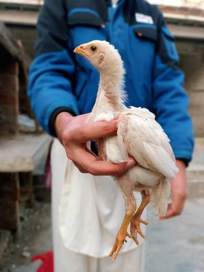 White Shamo Chick  Per Piece