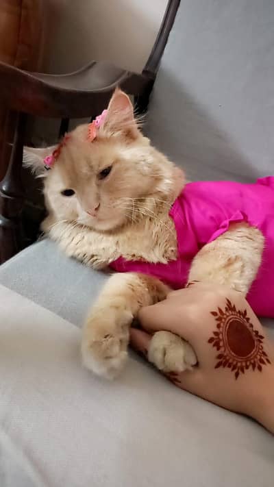 iPair For Sale Urgent Persian Breed Dragon Eyes Double Coat