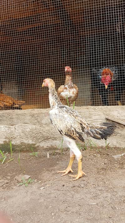 Shamo Chicks /pthay patihian shamo aseel  //eggs available