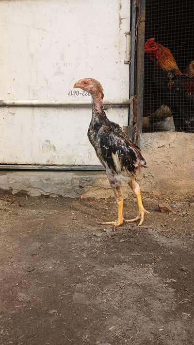 Shamo Chicks /pthay patihian shamo aseel  //eggs available