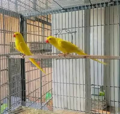 yYellow rindnack parrot healthy active set pair , first breed