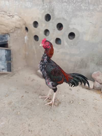 king lakha  breeder pair