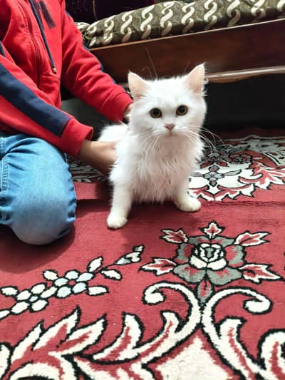 female kitten's available for sale