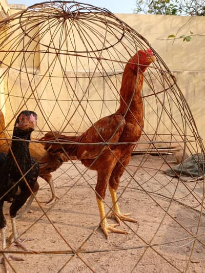 Aseel Hens three Pair