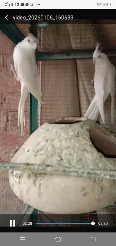 breeder cocktil  pair for sale