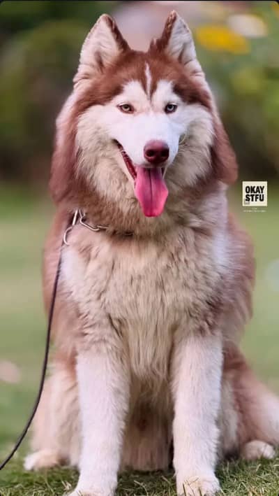 Siberian husky