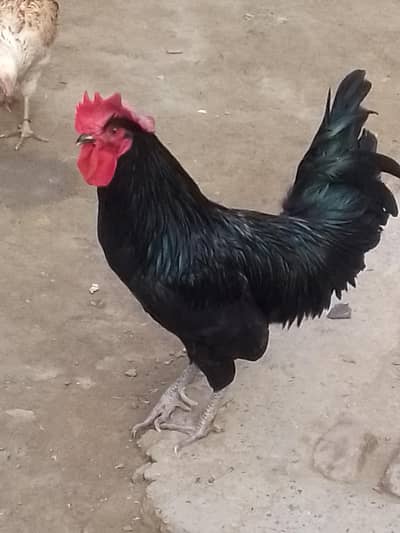 Desi cock