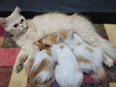 persian kitten for adoption available.