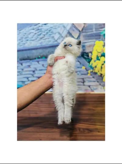 cash on delivery himalayan British kitten cat home delivery available