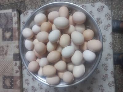 Fresh desi eggs.