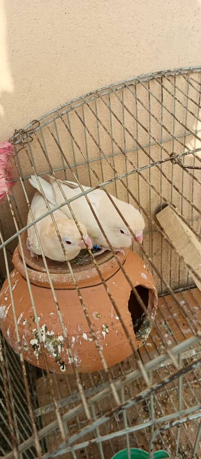 love bird confirm pair