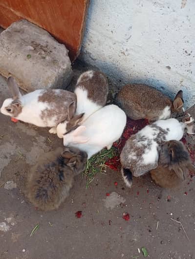 Desi and Angora rabbits