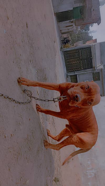 pure American pitbull