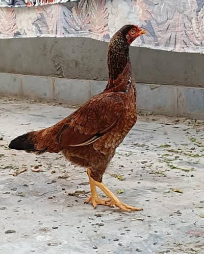 Ghar k paly Huwy aseel murghy jis ko pasnd ho rabta kry