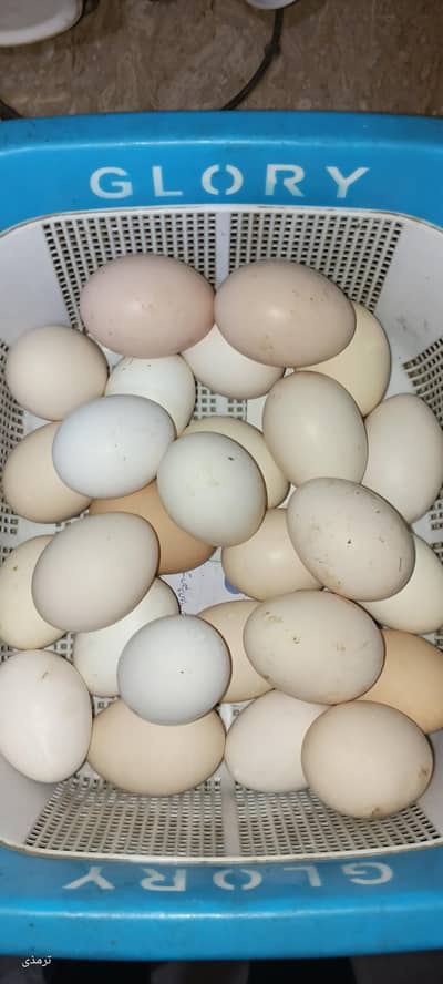 desi eggs organic 