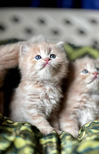 (0327-8997292) Top Quality Persian kitten or cat baby