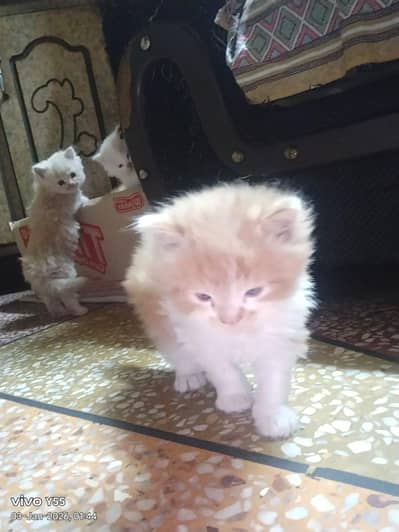 full Persian Breed, Doll face, triple coat