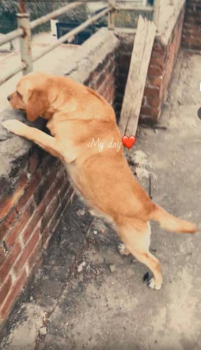 Labrador male hai only watapp  03107758241