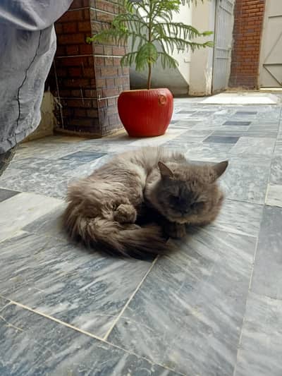 Double Coated Greyish Persian Male Cat Friendly