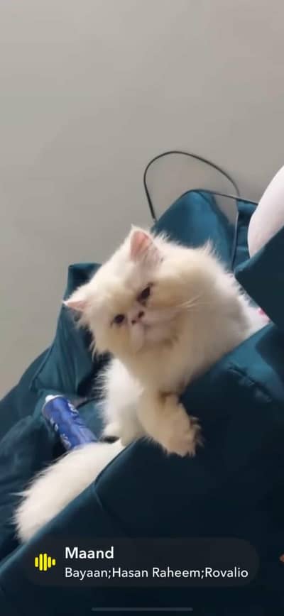 pension cat punch face pair