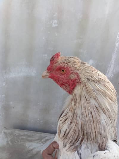 punbaj x Sindhi  breeder