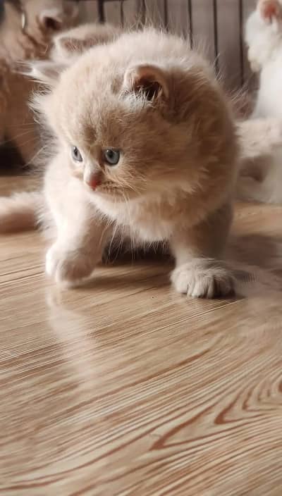 (0327-8997292) Top Quality Persian kitten or cat baby