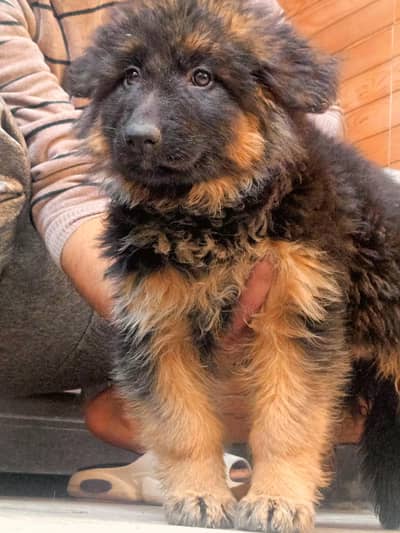 German Shepherd Quality Pup