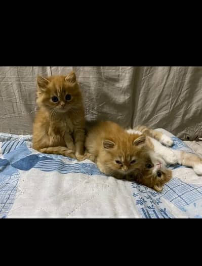cute periosn kittens available for new homing