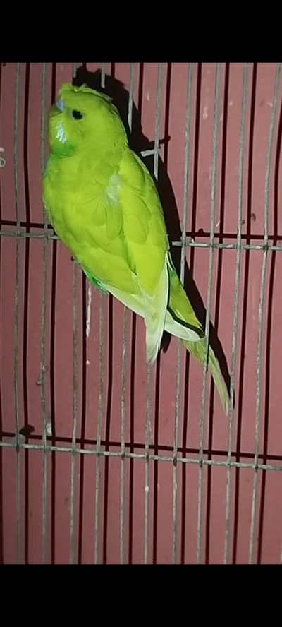 Budgie Disturb flower Hogoromo working