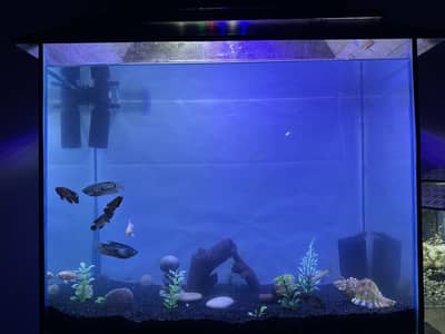 Aquarium for sell with all fishis without table Baki sab hai