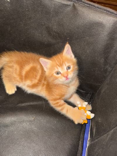 Healthy Persian Male Kitten