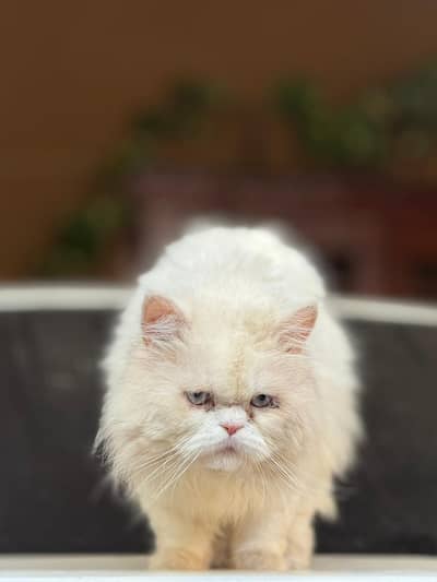 Semi Punch Face Male