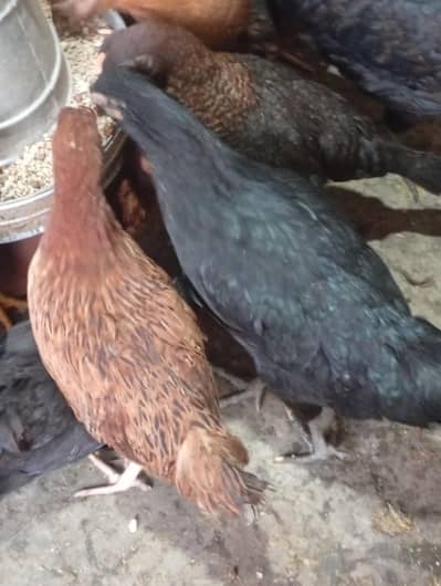 Golden Misri Hens Near Egg Laying | Fully Vaccinated