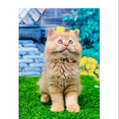 cash on delivery himalayan British kitten cat home delivery available