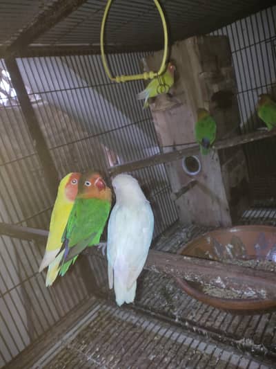 Love Birds for sale , Albino red eye , common Latino , Fisher
