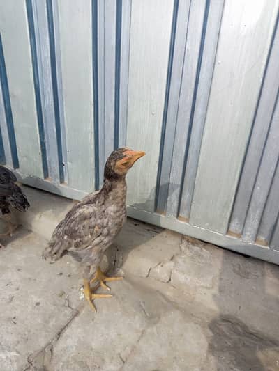 Aseel pair and chicken for sale