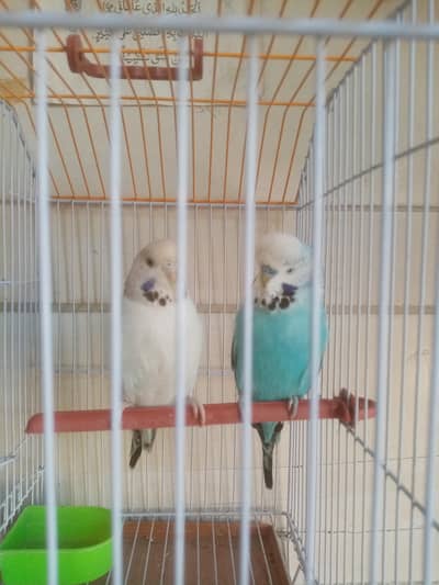 Exi - King - Undersize Pair or extra Females