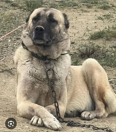 Anatolian shepherd dogg kangol