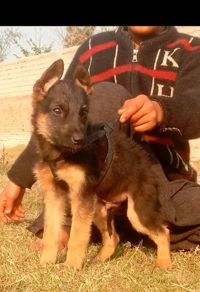 German Shepherd male available for sale